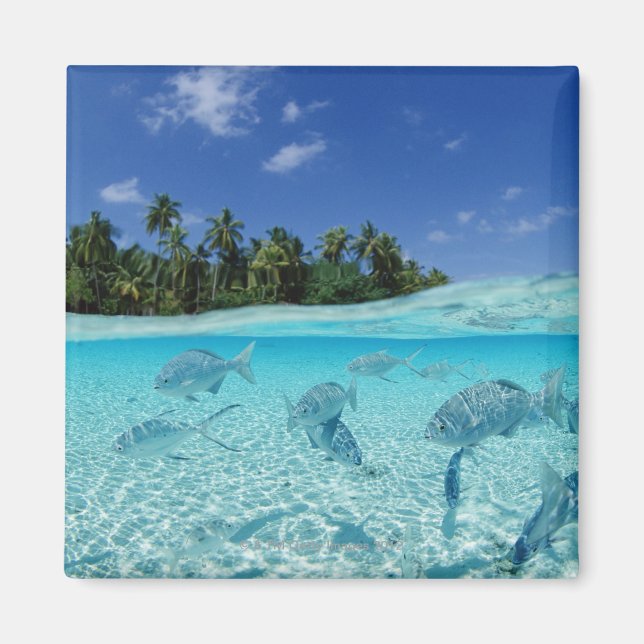 Imán Peces en el mar (Frente)