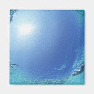 Imán Peces en el mar