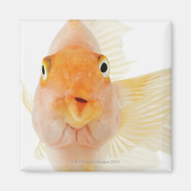 Imán Peces tropicales de agua dulce (Frente)