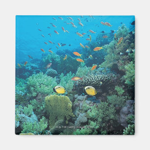 Imán Peces tropicales nadando sobre el arrecife