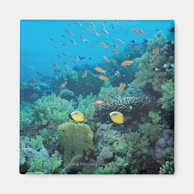 Imán Peces tropicales nadando sobre el arrecife (Frente)