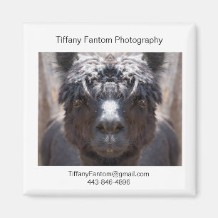 Imán Pedazo del promo de la alpaca