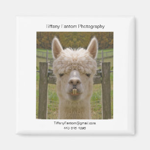 Imán Pedazo del promo de la alpaca