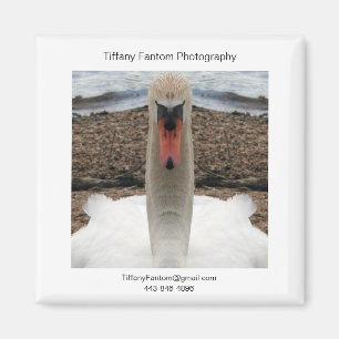 Imán Pedazo del promo del cisne