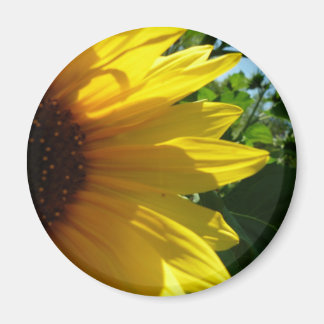 Imán Peek A Boo Sunflower