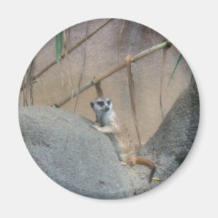 Imán Peerkat Meerkat