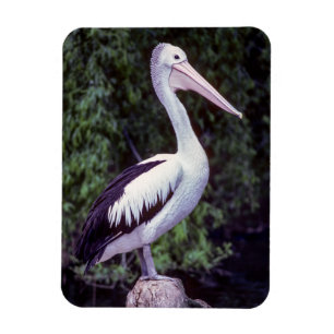 Imán Pelican en una rama, Tasmania - Australia