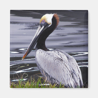 Imán Pelican Poser