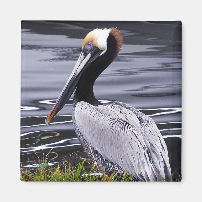 Imán Pelican Poser (Frente)
