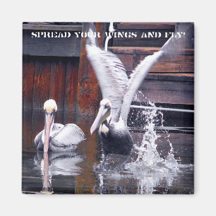 Imán Pelican Takoff