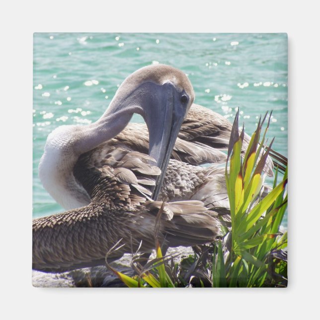 Imán Pelícano (Frente)