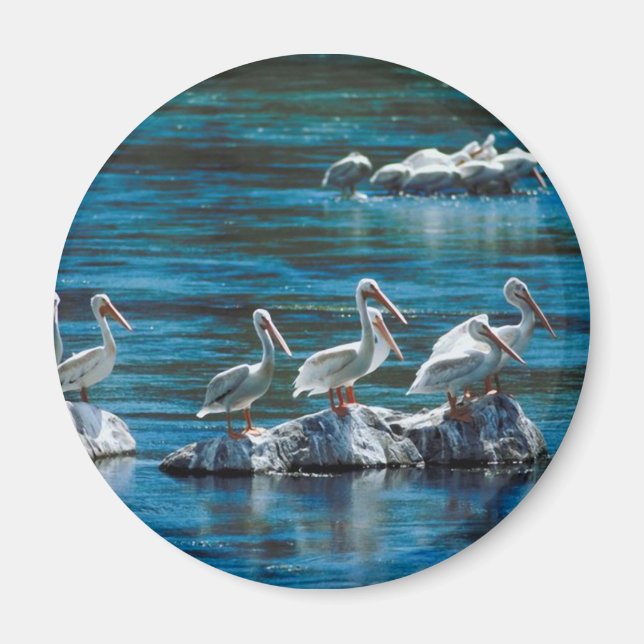 Imán Pelícano (Frente)