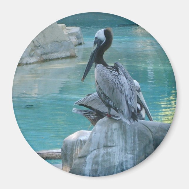 Imán Pelícano (Frente)