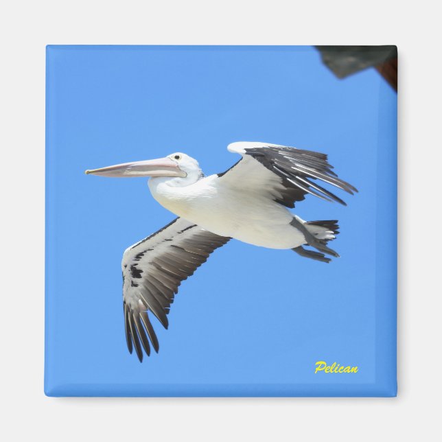 Imán Pelícano (Frente)