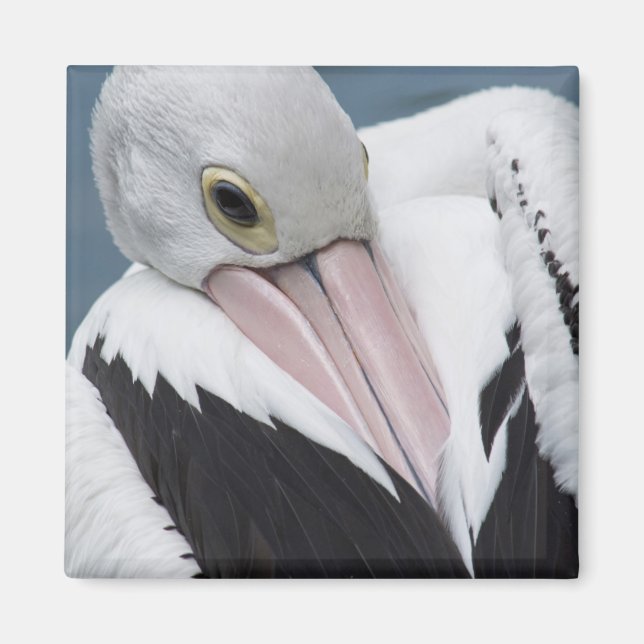 Imán Pelícano australiano primer plano (Frente)