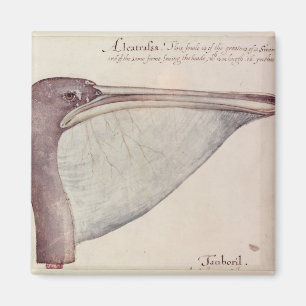Imán Pelícano, c.1590