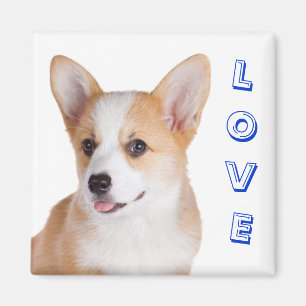 Imán Pembroke Welsh Corgi Ama Refrigerador Magnet
