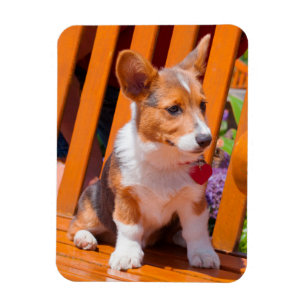 Imán Pembroke Welsh Corgi cachorro sentado en el banco 