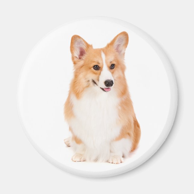 Imán Pembroke Welsh Corgi Magnet #2 (Frente)
