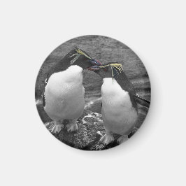 Imán Penguin Colour Splash