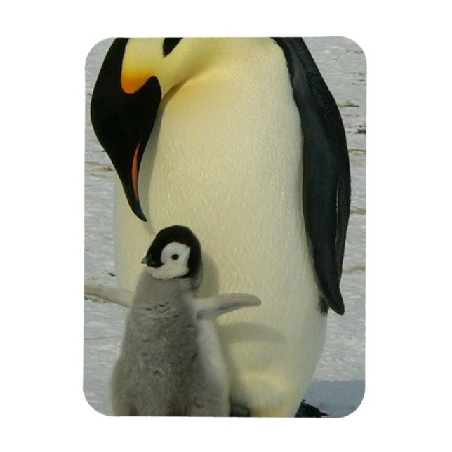 Imán Penguin Looking at Chick (Vertical)