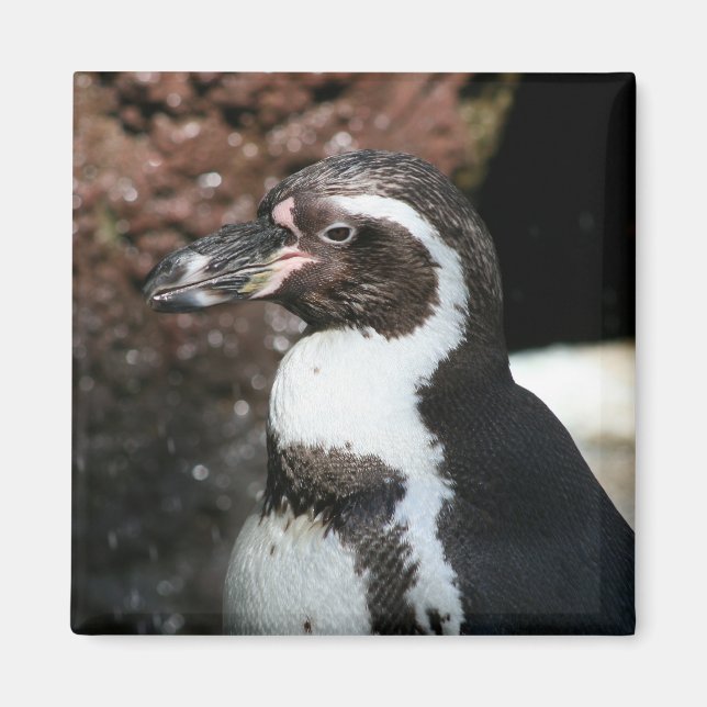 Imán Penguin Magnet (Frente)