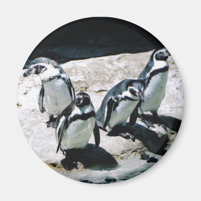 Imán Penguin Magnet (Frente)