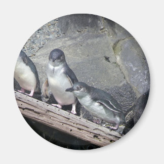 Imán Penguin Perch