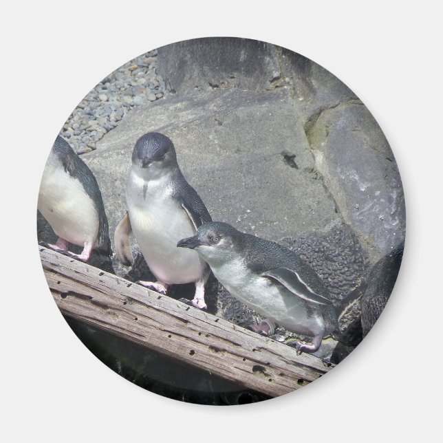 Imán Penguin Perch (Frente)
