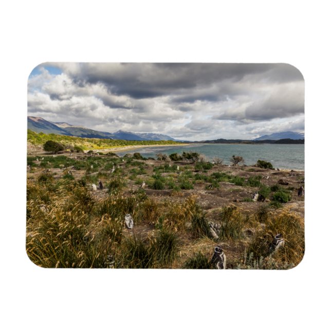 Imán Penguinera (Horizontal)