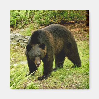 Imán Pennsylvania Black Bear