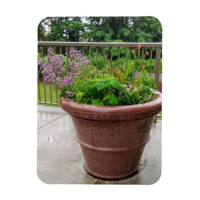 Imán Penstemon (Vertical)