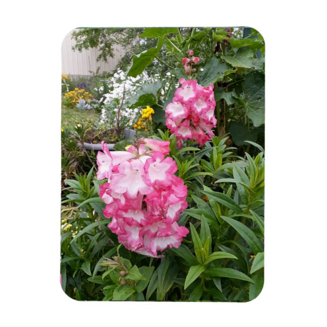 Imán Penstemon Flower Garden floral Birthday Magnet (Vertical)
