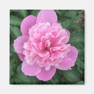 Imán Peonía Rosa