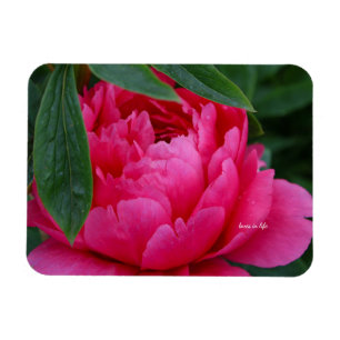 Imán Peonía Rosa Tímida