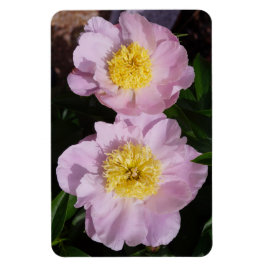 Imán Peonías rosadas