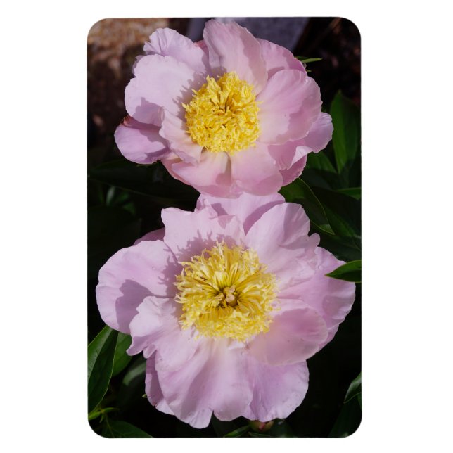 Imán Peonías rosadas (Vertical)
