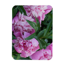 Imán Peonías rosadas
