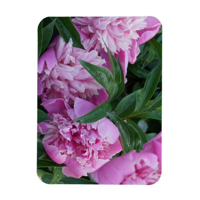 Imán Peonías rosadas  (Vertical)