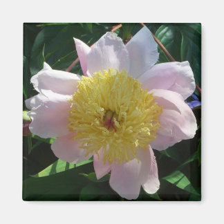 Imán Peonías rosas y amarillas hermosas flores