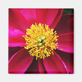 Imán ¡¡¡Peonies!!!