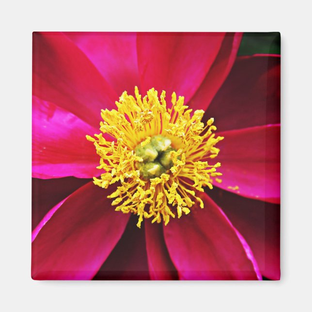 Imán ¡¡¡Peonies!!! (Frente)