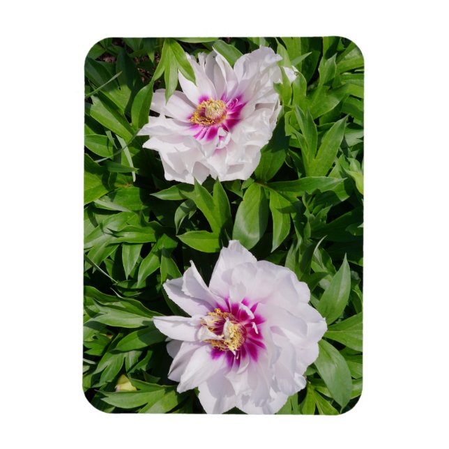 Imán Peonies (Vertical)