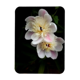 Imán Peonies Magnet