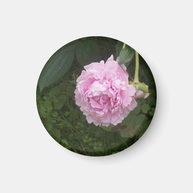 Imán Peonies rosados (Frente)