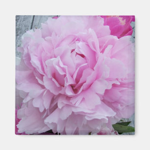 Imán Peonies rosados/imán cuadrado del Peony