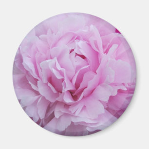 Imán Peonies rosados/Peony