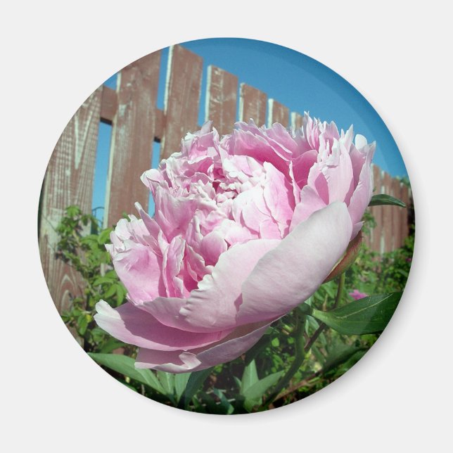 Imán Peony 3 Magnet (Frente)