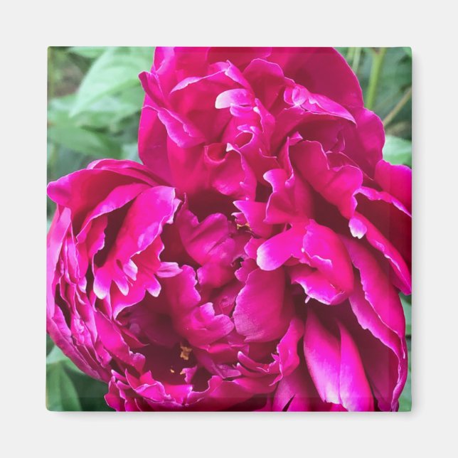 Imán Peony Magnet (Frente)