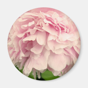 Imán Peony Petals